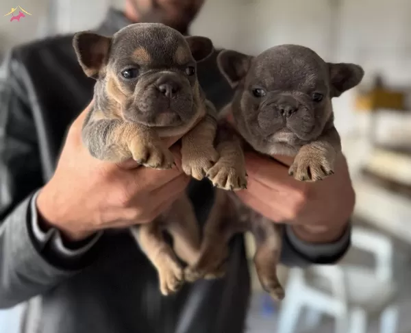 Sağlıklı Safkan French Bulldog Yavruları