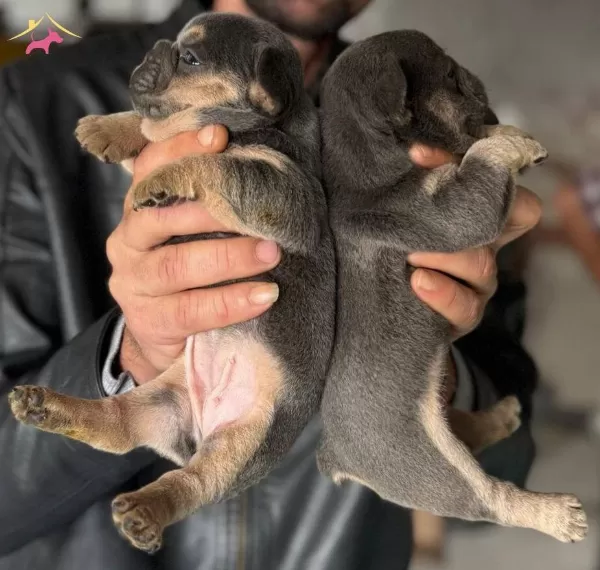 Sağlıklı Safkan French Bulldog Yavruları