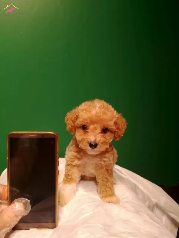 Uretim Ciftliginden Irk Ve Sağlık Garantili Mini Maltipoo
