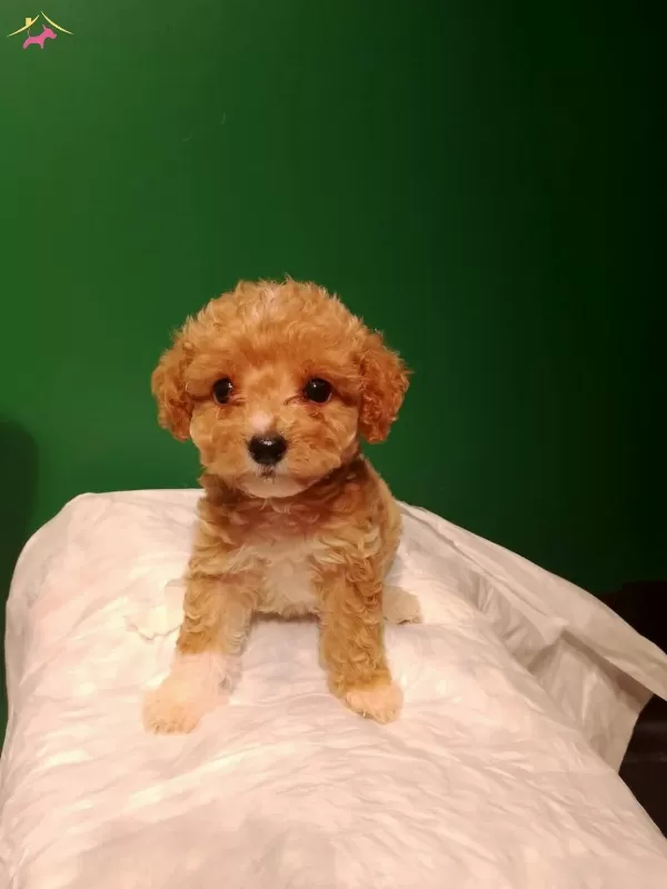 Uretim Ciftliginden Irk Ve Sağlık Garantili Mini Maltipoo
