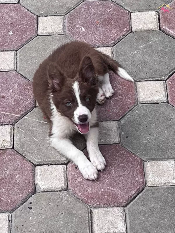 Safkan Border Collie Zeka Kupu Yavrular