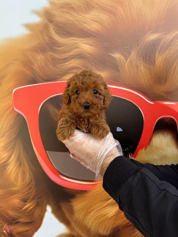 Red Browne Orjinal Toy Poodle Yavrularımiz
