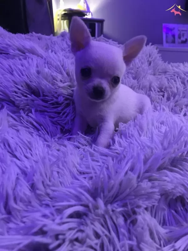 Evraklı Saglıklı Mini Boy Sivava Bebekleri