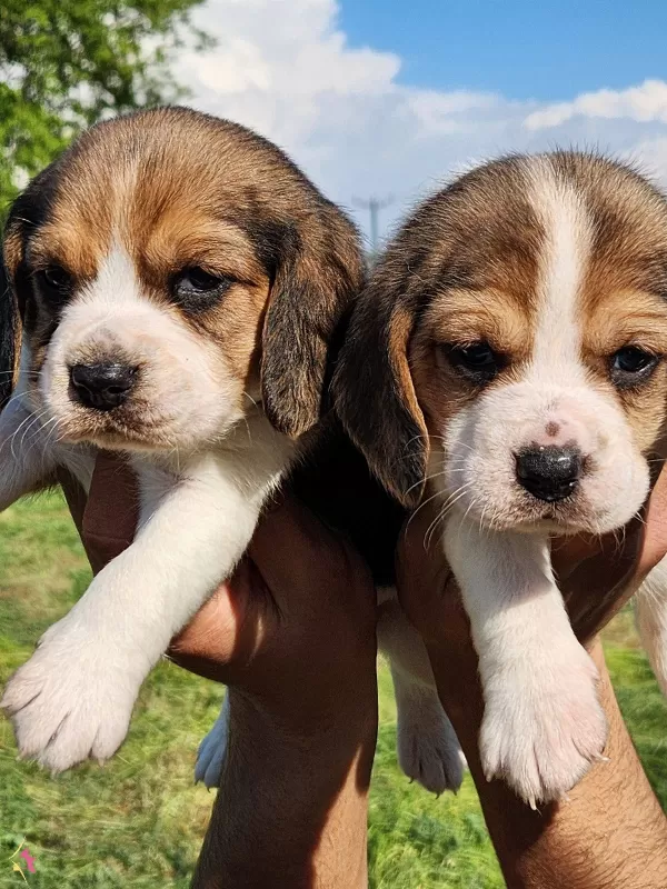 Harika Maske Beagle Bebekler