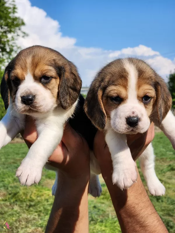 Harika Maske Beagle Bebekler