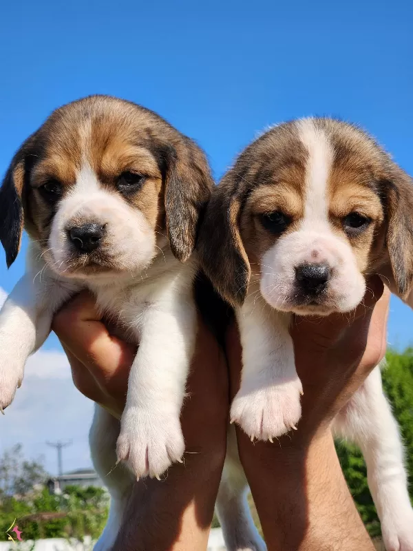 Harika Maske Beagle Bebekler