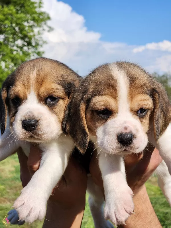 Harika Maske Beagle Bebekler