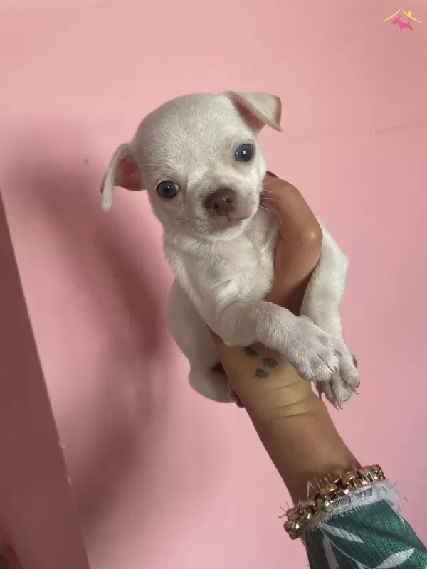 Teacup Elma Kafa Sivava Bebekler
