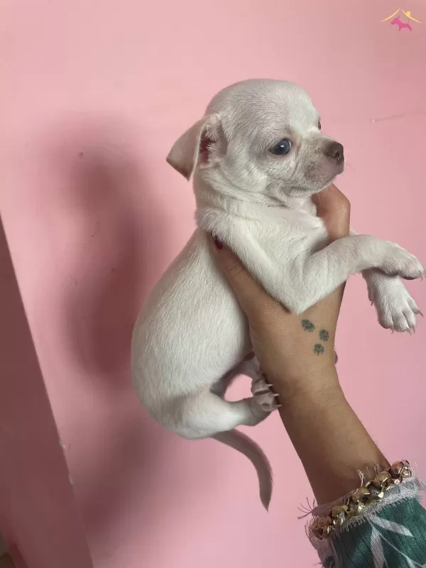 Teacup Elma Kafa Sivava Bebekler