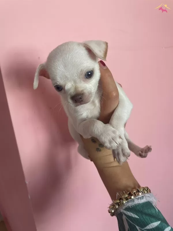 Teacup Elma Kafa Sivava Bebekler