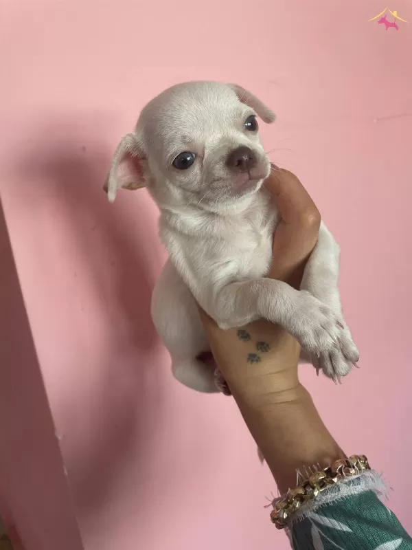 Teacup Elma Kafa Sivava Bebekler