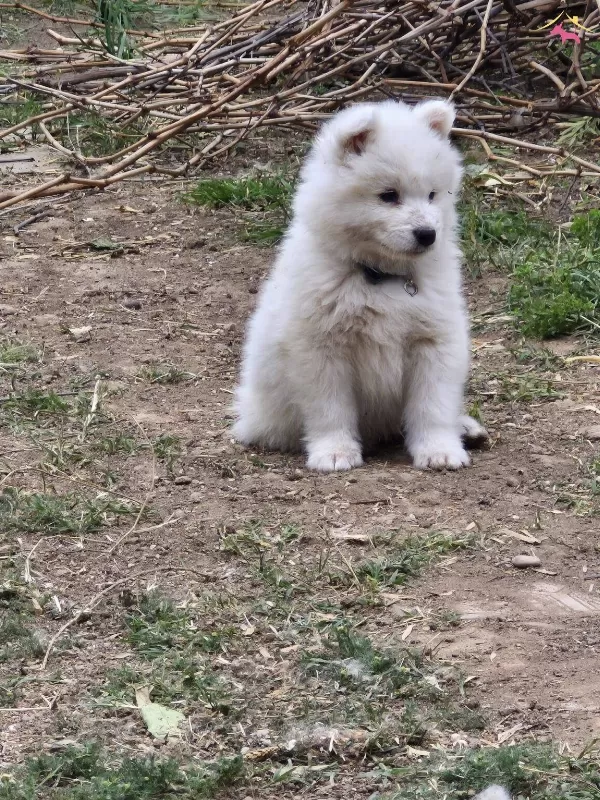 A Kalite Samoyed Yavrular