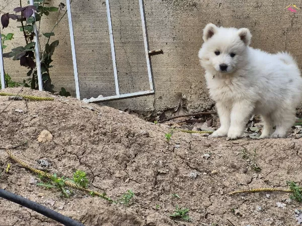 A Kalite Samoyed Yavrular