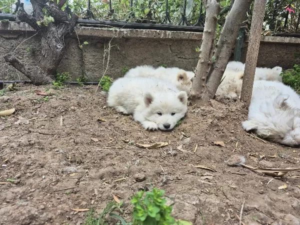 A Kalite Samoyed Yavrular