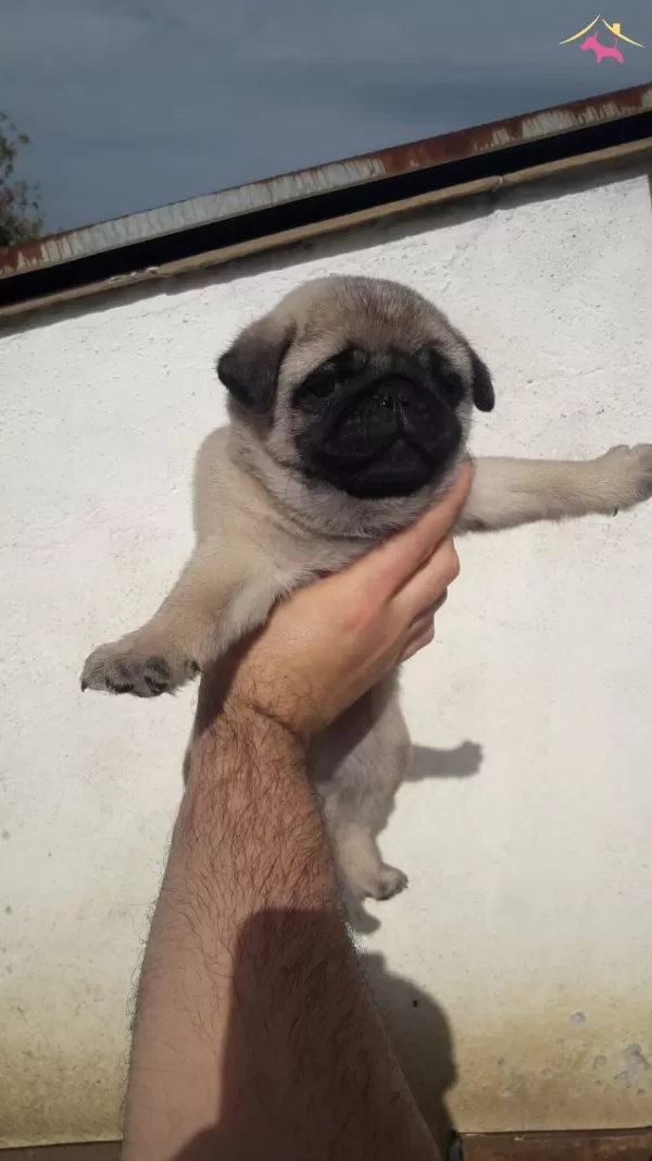 Mini Boy Pug Bebeklerimiz