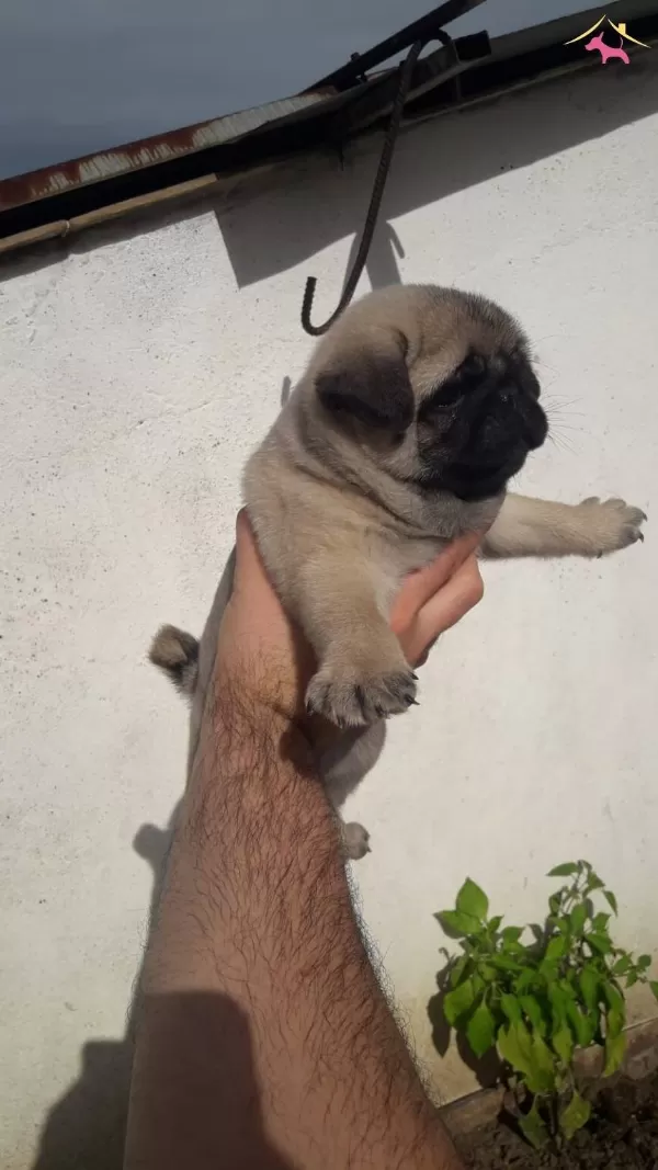 Mini Boy Pug Bebeklerimiz