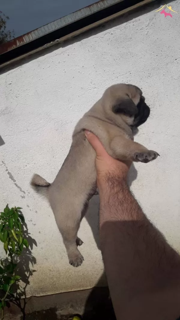 Mini Boy Pug Bebeklerimiz