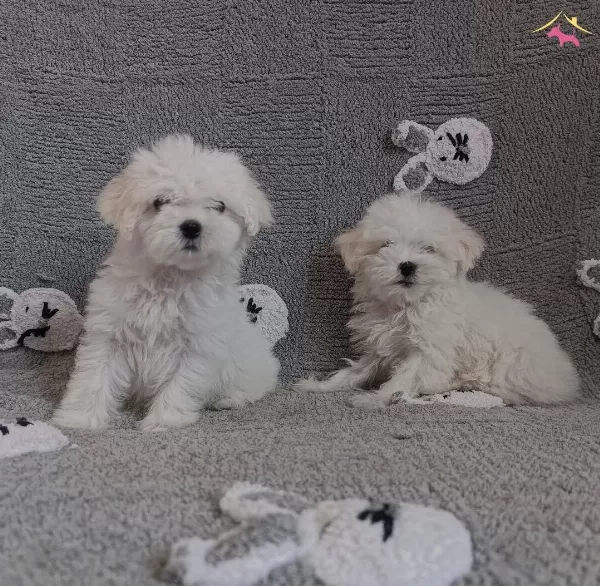 Maltese Mini Puppy Yavrularımız