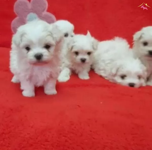 Maltese Mini Puppy Yavrularımız