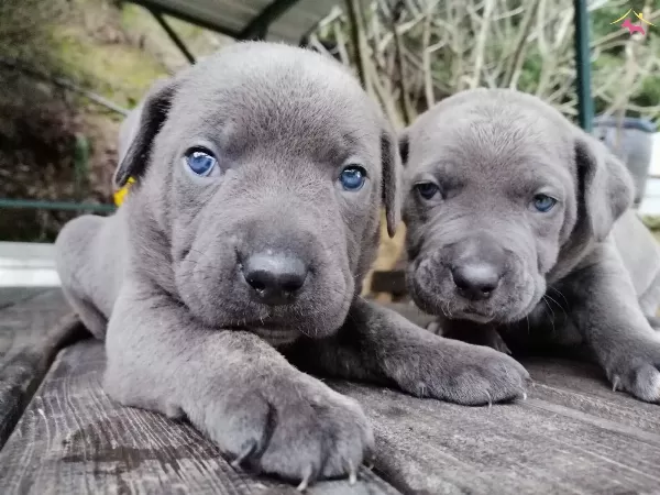 Italyan Mastiff Canecorso Yavrularımız