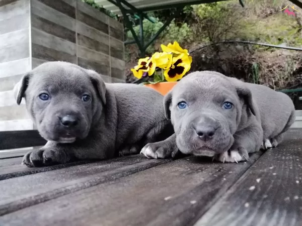 Italyan Mastiff Canecorso Yavrularımız