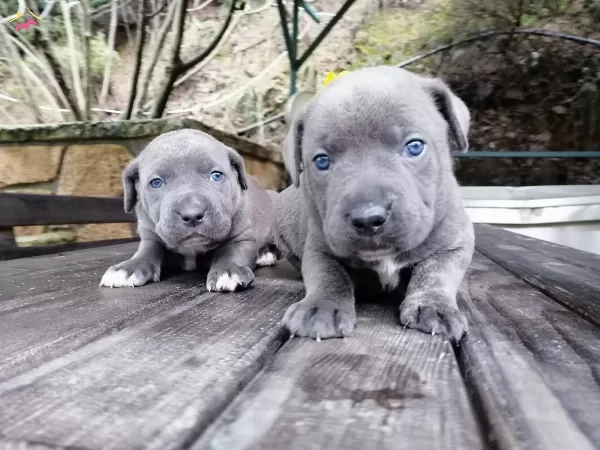 Italyan Mastiff Canecorso Yavrularımız