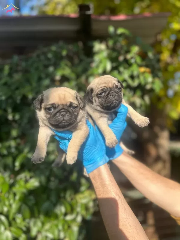 Safkan Pug Yavrularımız