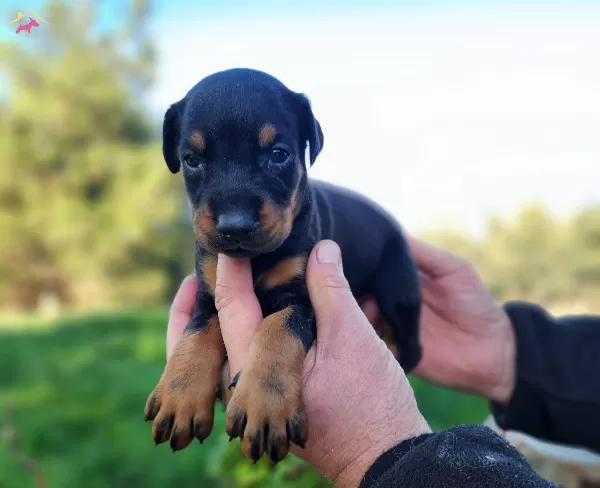 Son 1 Adet A Kalite Doberman bebeğim