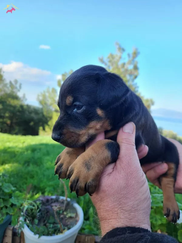Son 1 Adet A Kalite Doberman bebeğim