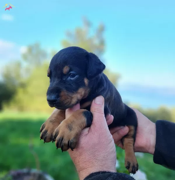 Son 1 Adet A Kalite Doberman bebeğim