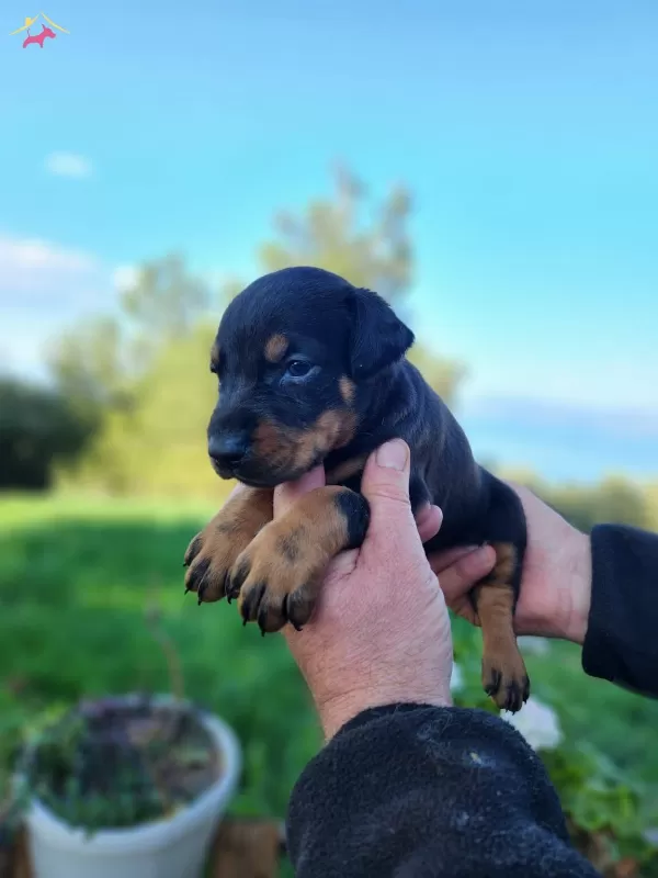 Son 1 Adet A Kalite Doberman bebeğim