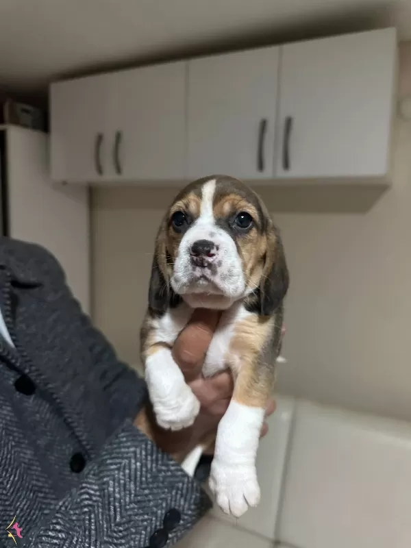 Mukemmel Beagle Yavrularımiz