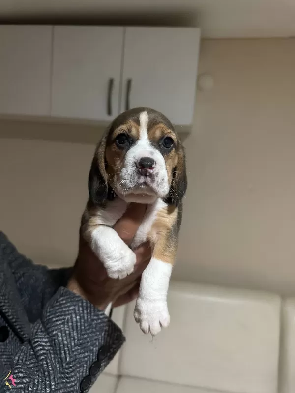 Mukemmel Beagle Yavrularımiz