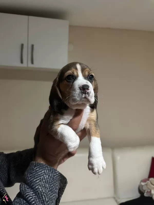 Mukemmel Beagle Yavrularımiz