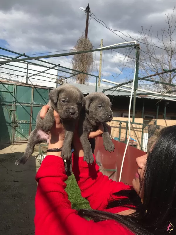 Cane Corso Yavrularımiz
