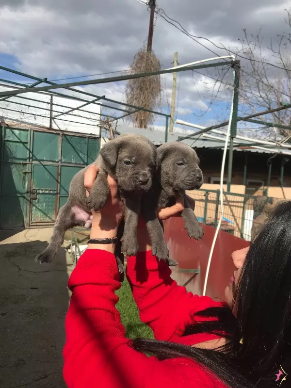 Cane Corso Yavrularımiz