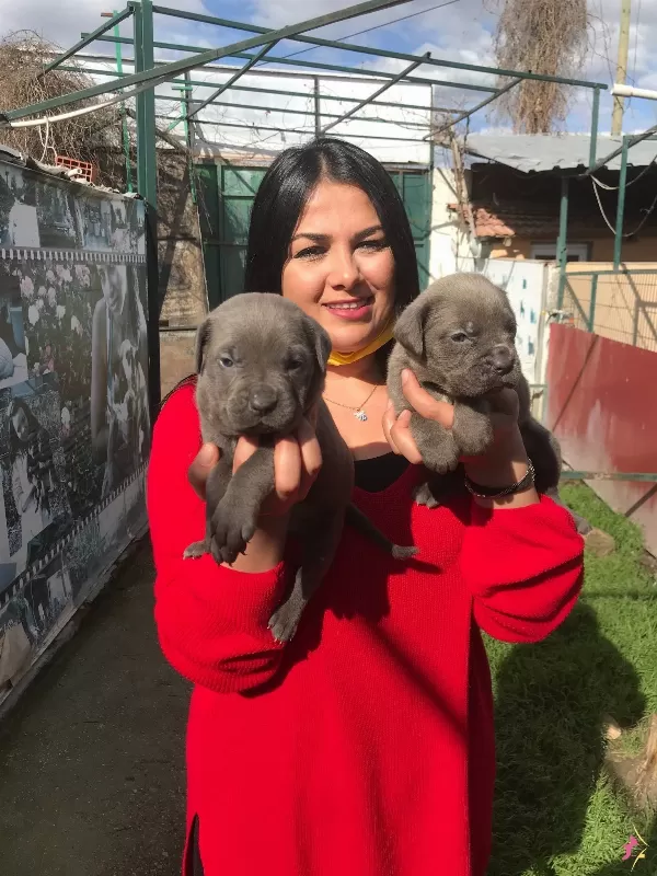 Cane Corso Yavrularımiz