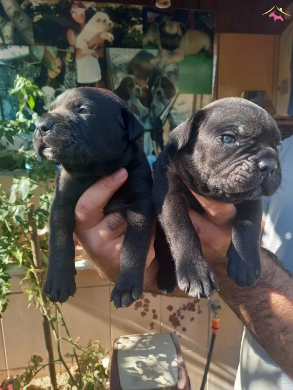 Mukemmel Canecorso Yavrularımiz