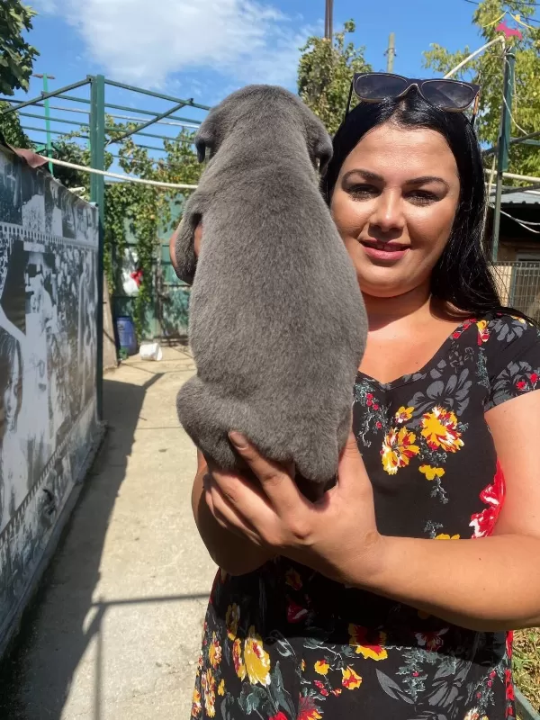 Mukemmel Canecorso Yavrularımiz