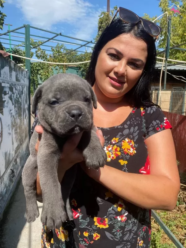 Mukemmel Canecorso Yavrularımiz