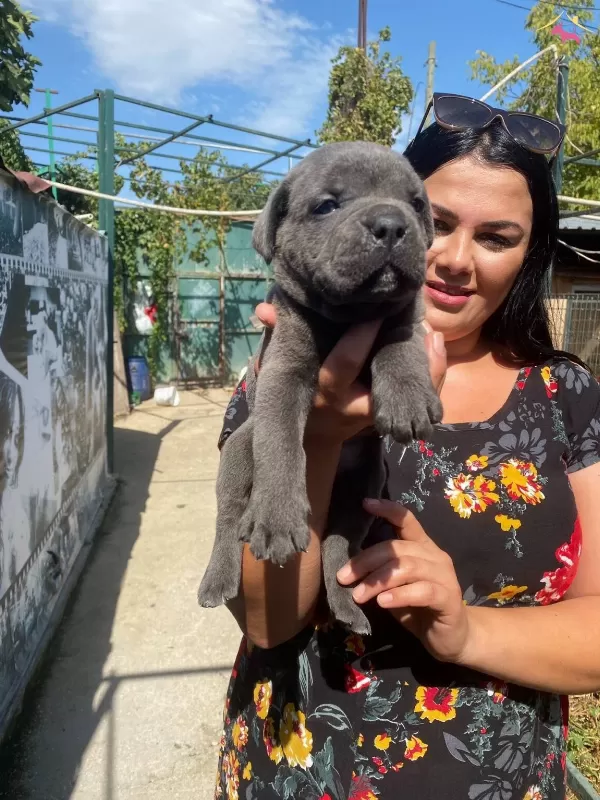 Mukemmel Canecorso Yavrularımiz