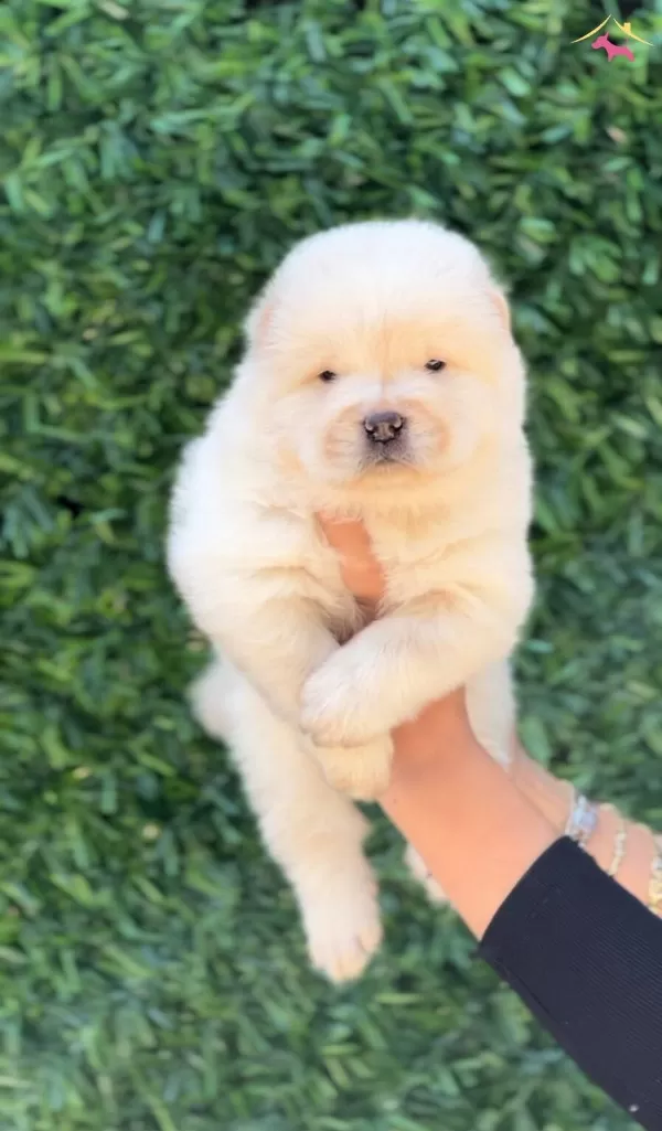 Harika Guzellikte Chow Chow Yavrular