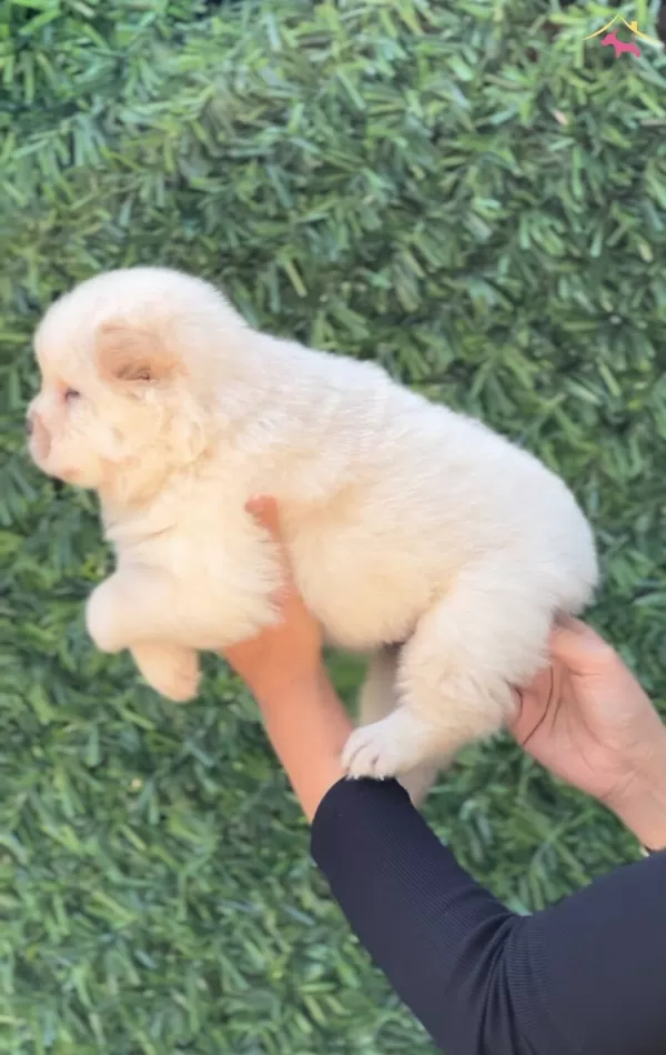 Harika Guzellikte Chow Chow Yavrular