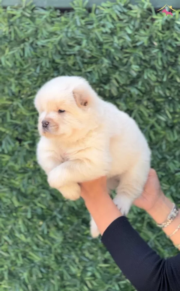 Harika Guzellikte Chow Chow Yavrular