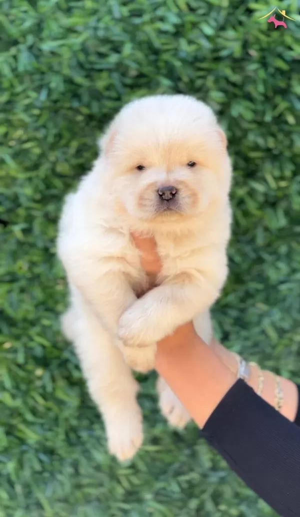 Harika Guzellikte Chow Chow Yavrular