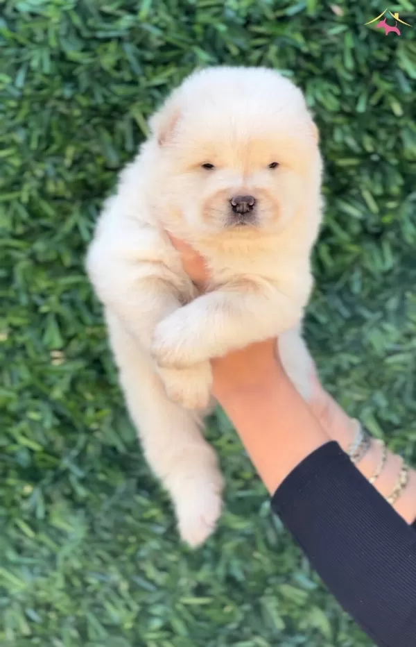 Harika Guzellikte Chow Chow Yavrular