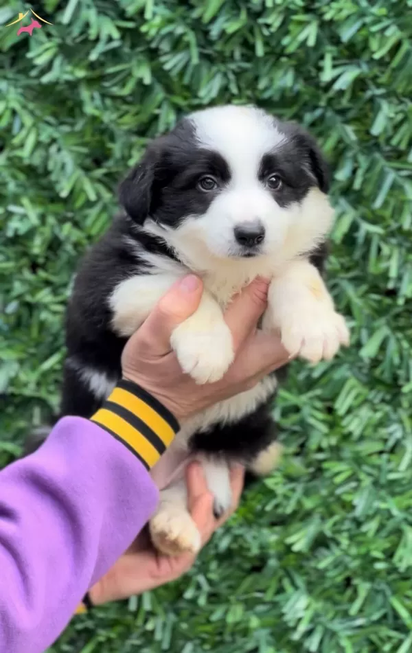 Zeka Kupu Irk Garantili Border Collie Yavrular
