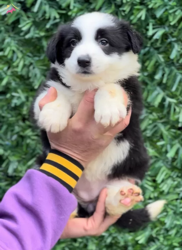 Zeka Kupu Irk Garantili Border Collie Yavrular
