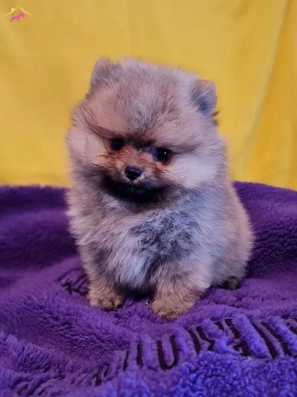 Disi Teacup Secereli Tedybear Pomeranian
