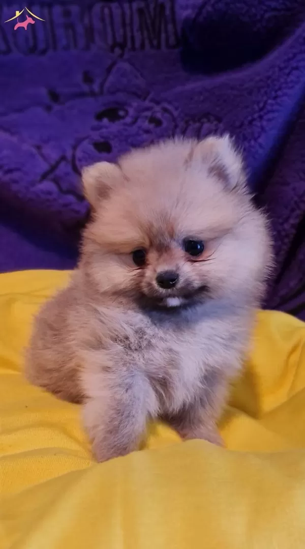 Disi Teacup Secereli Tedybear Pomeranian